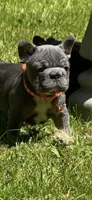 Angel Big Rope AKC fluffy carrier, a female French Bulldog for sale in Syracuse, NY – 2 of 10