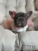 Angel Big Rope AKC fluffy carrier, a female French Bulldog for sale in Syracuse, NY – 6 of 10