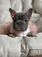Angel Big Rope AKC fluffy carrier, a female French Bulldog for sale in Syracuse, NY – 4 of 10