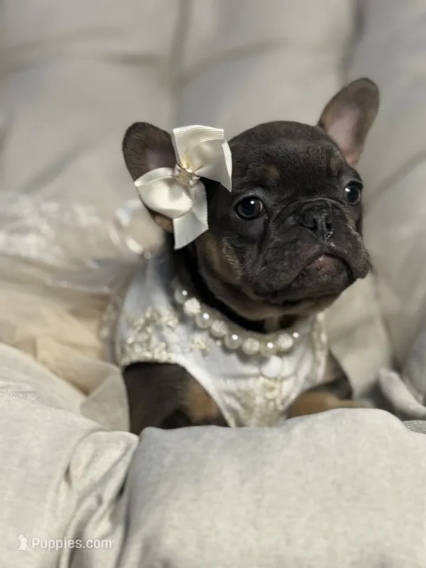 Alicia Fluffy Carrier AKC – French Bulldog puppy for sale in Syracuse, NY