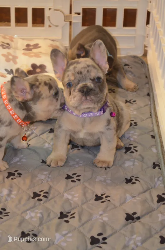Diesel  – French Bulldog puppy for sale in Syracuse, NY