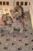 Diesel , a male French Bulldog for sale in Syracuse, NY – 1 of 10