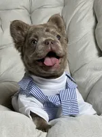 Teddy Bear Fluffy Isabella AKC, a male French Bulldog for sale in Syracuse, NY – 2 of 10