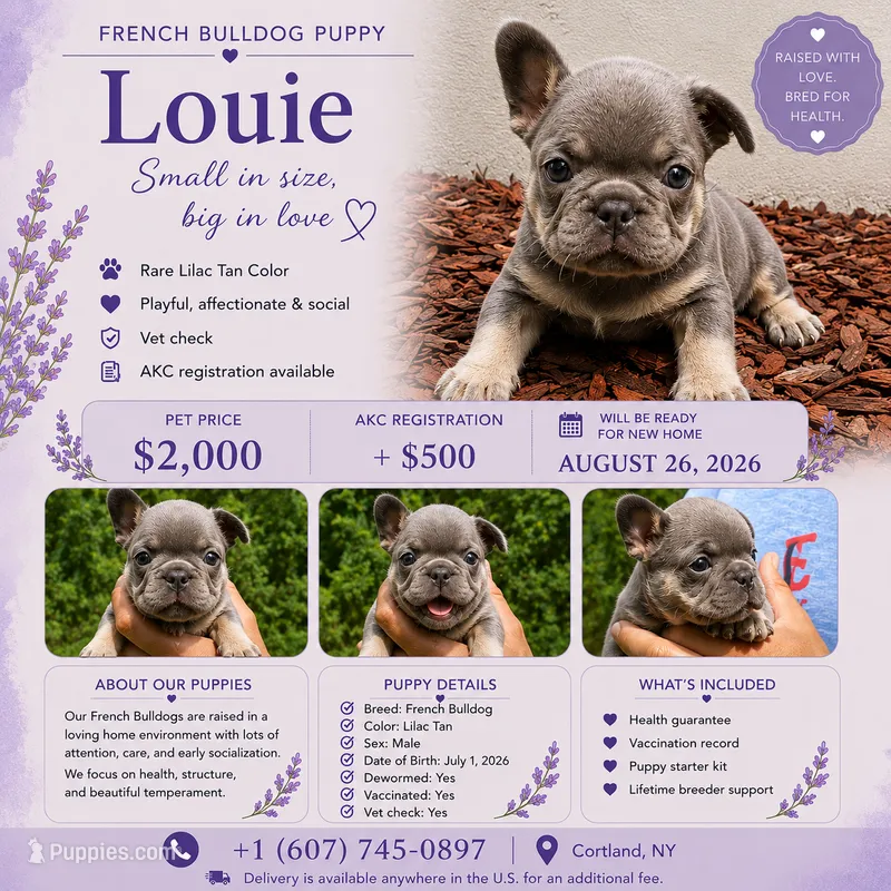 Louie – French Bulldog puppy for sale in Syracuse, NY