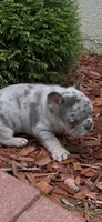 Diesel, a male French Bulldog for sale in Syracuse, NY – 6 of 10