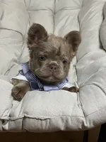 Teddy Bear Fluffy Isabella AKC, a male French Bulldog for sale in Syracuse, NY – 7 of 10