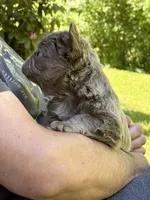 Teddy Bear Fluffy AKC, a male French Bulldog for sale in Syracuse, NY – 6 of 10