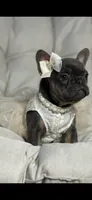 Alicia Fluffy Carrier AKC, a female French Bulldog for sale in Syracuse, NY – 9 of 10
