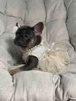Alicia Fluffy Carrier AKC, a female French Bulldog for sale in Syracuse, NY – 6 of 10