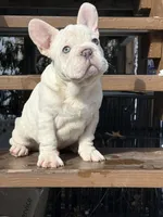 Armani big rope, a male French Bulldog for sale in Syracuse, NY – 3 of 5