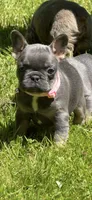 Alicia Fluffy Carrier AKC, a female French Bulldog for sale in Syracuse, NY – 8 of 9