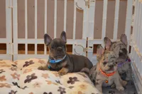 Louie , a male French Bulldog for sale in Syracuse, NY – 2 of 10