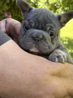 Angel Big Rope AKC fluffy carrier, a female French Bulldog for sale in Syracuse, NY – 5 of 10