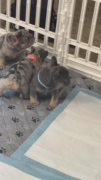 Louie , a male French Bulldog for sale in Syracuse, NY – 9 of 10