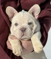 Armani , a male French Bulldog for sale in Syracuse, NY – Photo 2 of 5