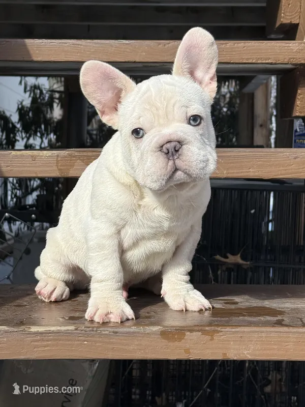 Armani  – French Bulldog puppy for sale in Syracuse, NY