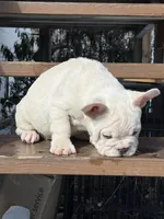 Armani , a male French Bulldog for sale in Syracuse, NY – Photo 4 of 5