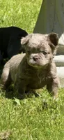 Teddy Bear Fluffy AKC, a male French Bulldog for sale in Syracuse, NY – 5 of 10