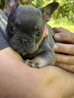 Alicia Fluffy Carrier AKC, a female French Bulldog for sale in Syracuse, NY – 2 of 9