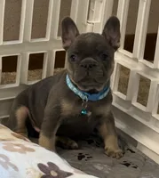 Louie , a male French Bulldog for sale in Syracuse, NY – 7 of 10