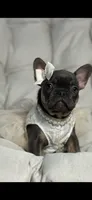 Alicia Fluffy Carrier AKC, a female French Bulldog for sale in Syracuse, NY – 8 of 10