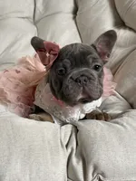 Angel Big Rope AKC fluffy carrier, a female French Bulldog for sale in Syracuse, NY – 1 of 10