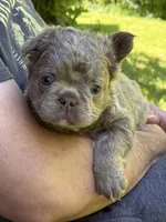 Teddy Bear Fluffy AKC, a male French Bulldog for sale in Syracuse, NY – 7 of 10