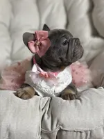 Angel Big Rope AKC fluffy carrier, a female French Bulldog for sale in Syracuse, NY – 8 of 10