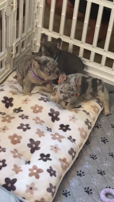 Diesel , a male French Bulldog for sale in Syracuse, NY – 10 of 10