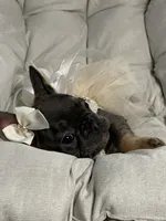 Alicia Fluffy Carrier AKC, a female French Bulldog for sale in Syracuse, NY – 5 of 10