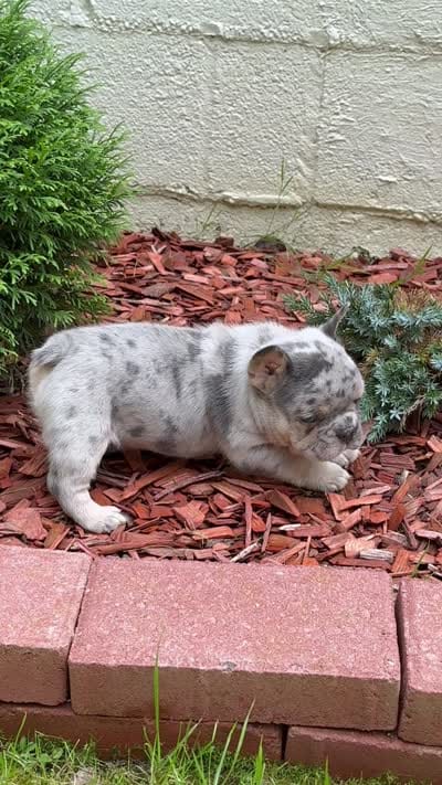Diesel, a male French Bulldog for sale in Syracuse, NY – 8 of 10