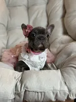 Angel Big Rope AKC fluffy carrier, a female French Bulldog for sale in Syracuse, NY – 5 of 10