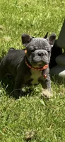 Angel Big Rope AKC fluffy carrier, a female French Bulldog for sale in Syracuse, NY – 10 of 10