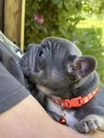 Angel Big Rope AKC fluffy carrier, a female French Bulldog for sale in Syracuse, NY – 6 of 10