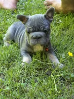 Angel Big Rope AKC fluffy carrier, a female French Bulldog for sale in Syracuse, NY – 9 of 10