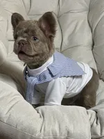 Teddy Bear Fluffy Isabella AKC, a male French Bulldog for sale in Syracuse, NY – 5 of 10