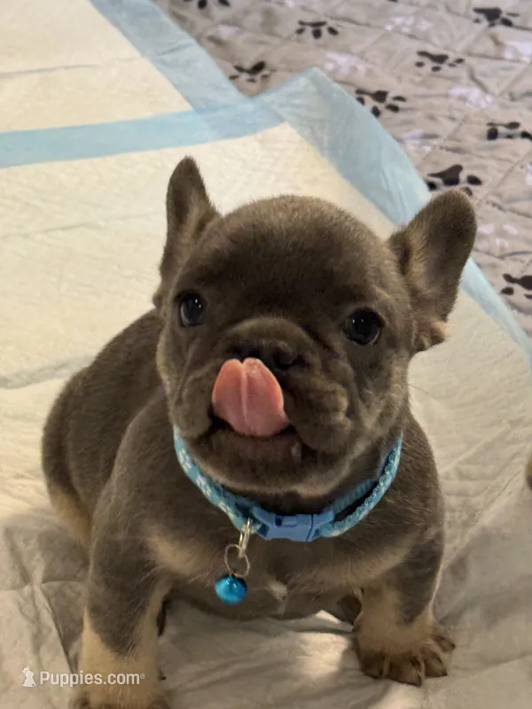Louie  – French Bulldog puppy for sale in Syracuse, NY