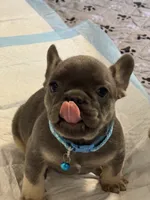 Louie , a male French Bulldog for sale in Syracuse, NY – 1 of 10