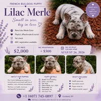 Diesel, a male French Bulldog for sale in Syracuse, NY – 4 of 10