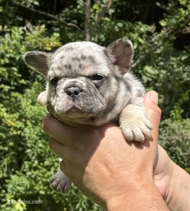 Diesel – French Bulldog puppy for sale in Syracuse, NY