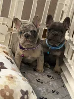 Louie , a male French Bulldog for sale in Syracuse, NY – 4 of 10