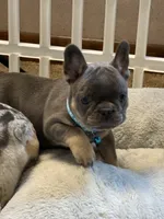 Louie , a male French Bulldog for sale in Syracuse, NY – 5 of 10