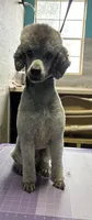 Tygarian, a male Poodle - Miniature  for sale in Haw River, NC – Photo 2 of 2