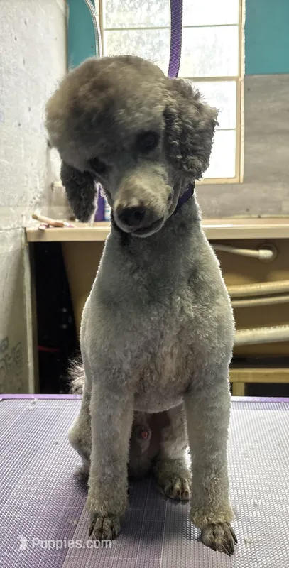 Tygarian, a male Poodle - Miniature  for sale in Haw River, NC – Photo 1 of 2