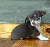 Reesie, a male Chihuahua for sale in Honea Path, SC – 3 of 4