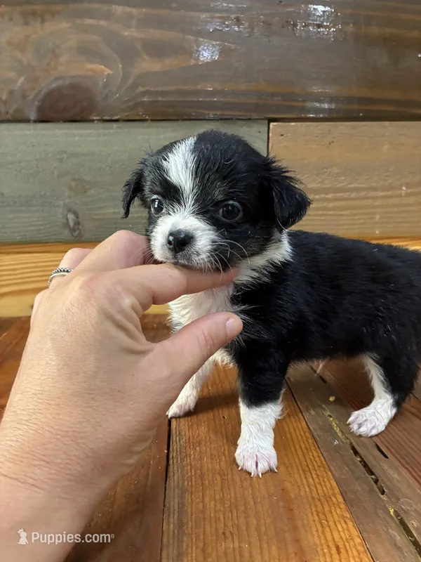 Bear – Chihuahua puppy for sale in Honea Path, SC