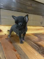 Pebble , a male Chihuahua for sale in Honea Path, SC – 2 of 4