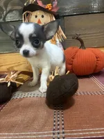 Little lady bug, a female Chihuahua for sale in Honea Path, SC – 2 of 6