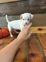 Sebastian , a male Chihuahua for sale in Honea Path, SC – 2 of 4
