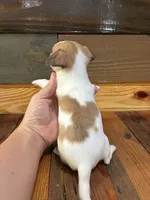 Dasiy, a female Chihuahua for sale in Honea Path, SC – 3 of 3